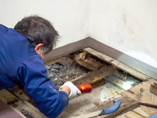 Best Crawl Space Mold Remediation in Pinson, AL