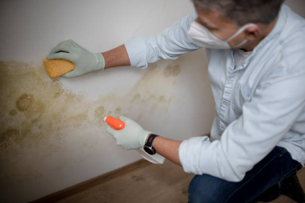 Best Basement Mold Remediation in Pinson, AL